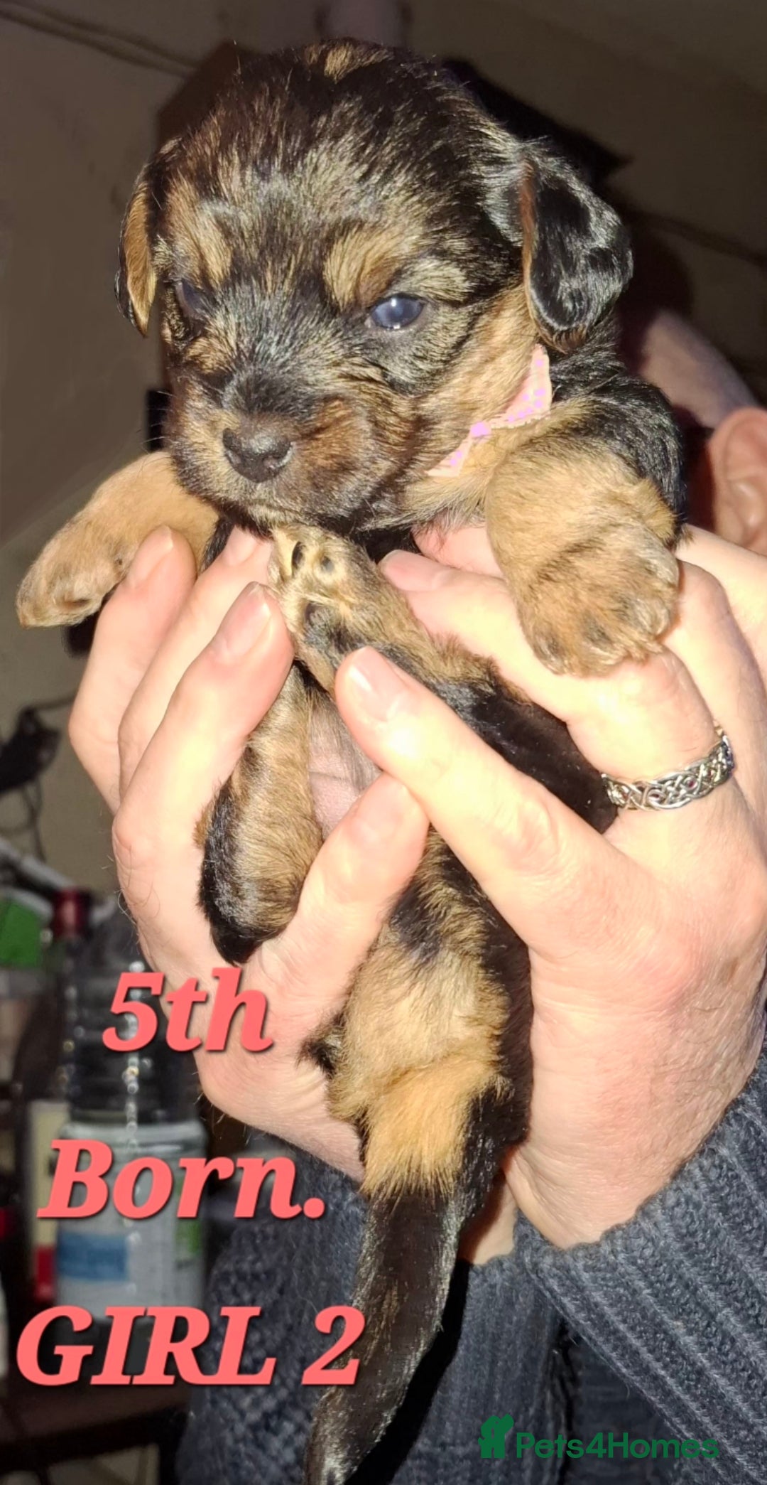 Yorkiepoo dogs for sale:  Yorkiepoo Puppies! Ready 4 Forever Homes 23rd Dec - Advert 8