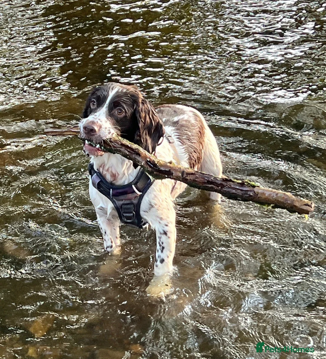 English Springer Spaniel dogs for sale: KC English Springer Spaniel - ALL PUPS RESERVED - Advert 6