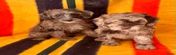 Jackapoo dogs for sale: Beautiful Jackapoo Puppies – Ready Now - Advert 3