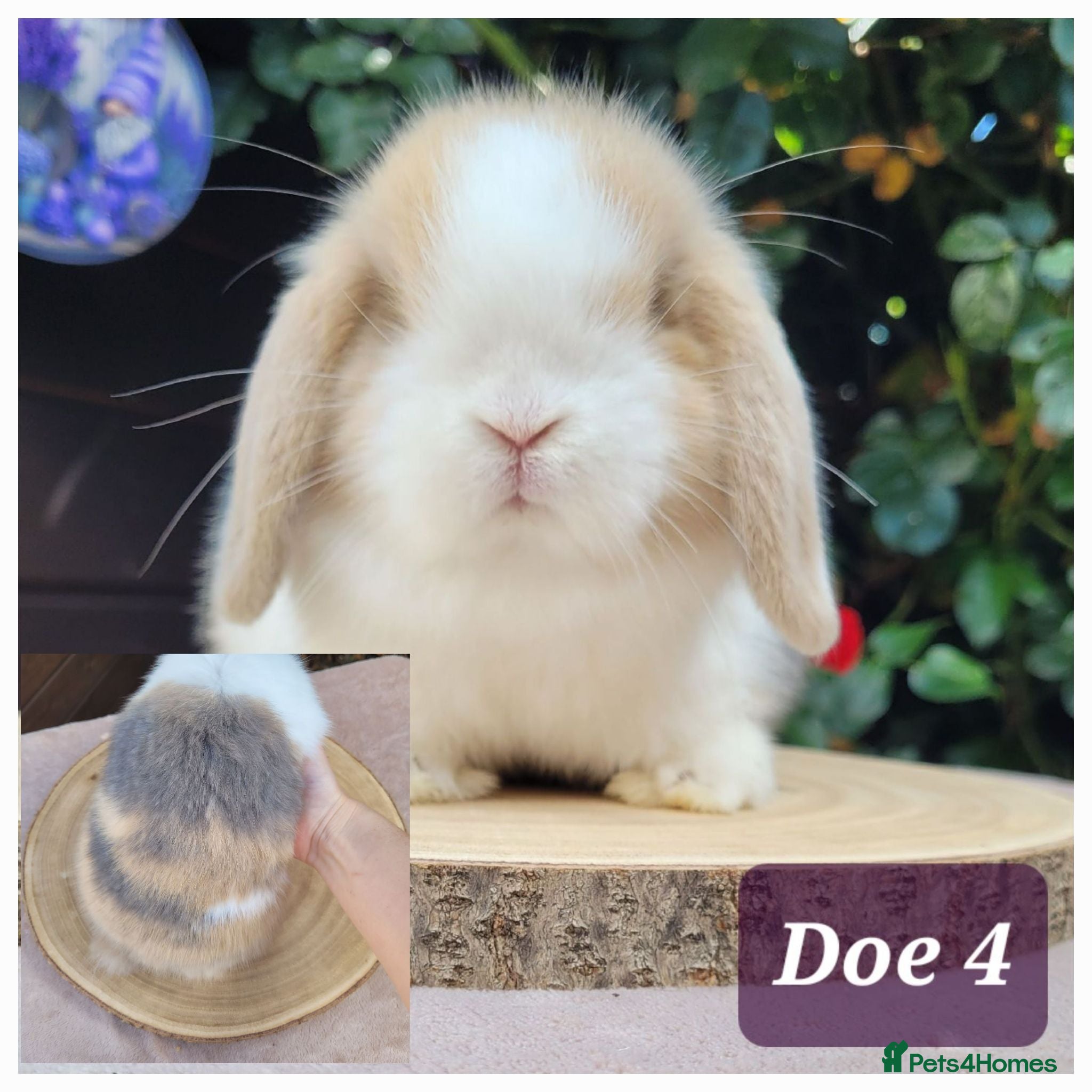 Mini Lop rabbits Beautiful pure bred mini lops - Advert 1