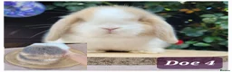 Mini Lop rabbits for sale: Beautiful pure bred mini lops - Advert 6