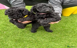 Sproodle dogs for sale: Beautiful Sproodles 1 black girl&1 chocolate boy - Image 21