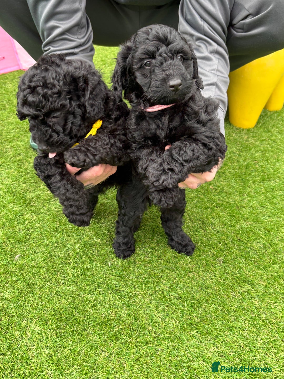 Sproodle dogs for sale: Beautiful Sproodles 1 black girl&1 chocolate boy - Image 21