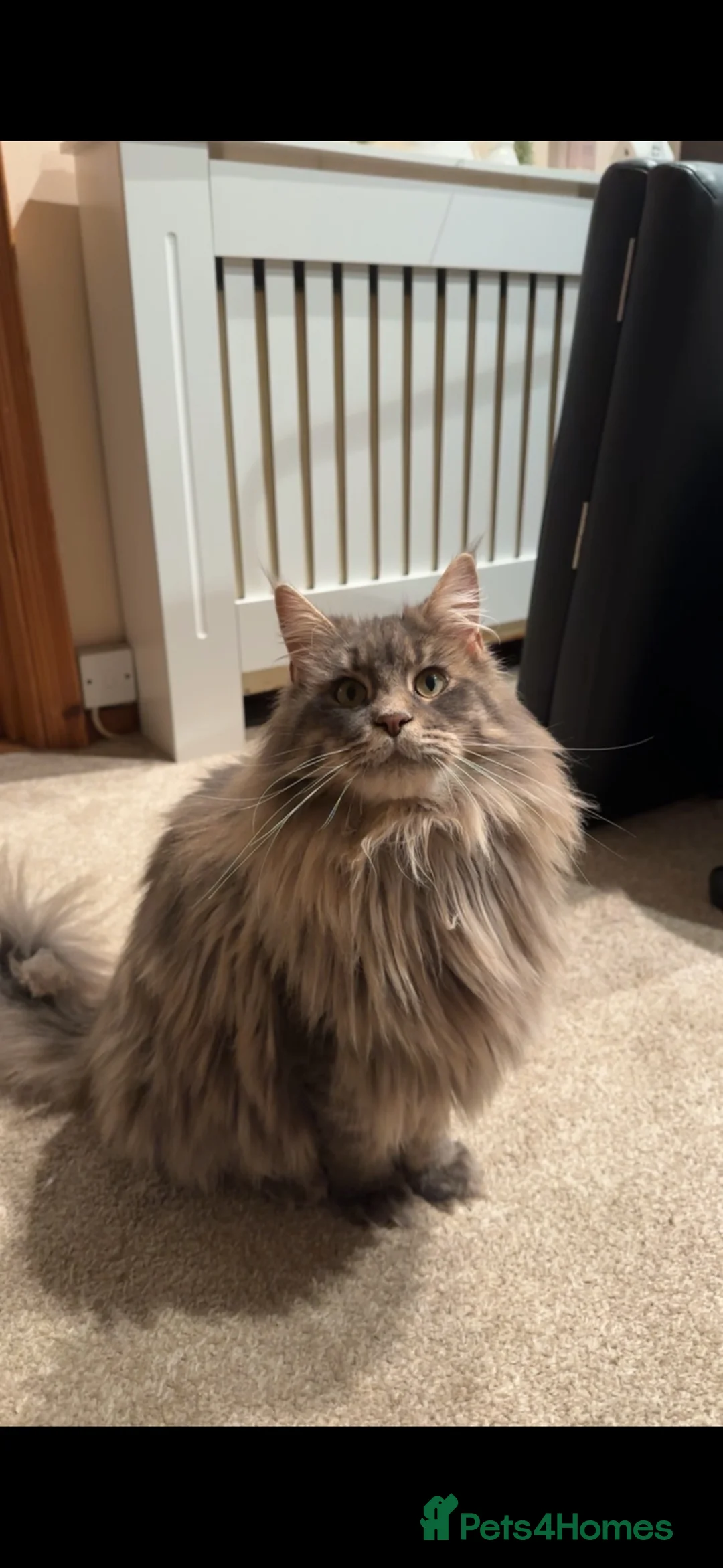 Maine Coon cats for sale: chunky tica Maine coons (active/pet)  - Advert 1