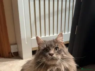 Maine Coon cats chunky tica Maine coons (active/pet) - Advert 3