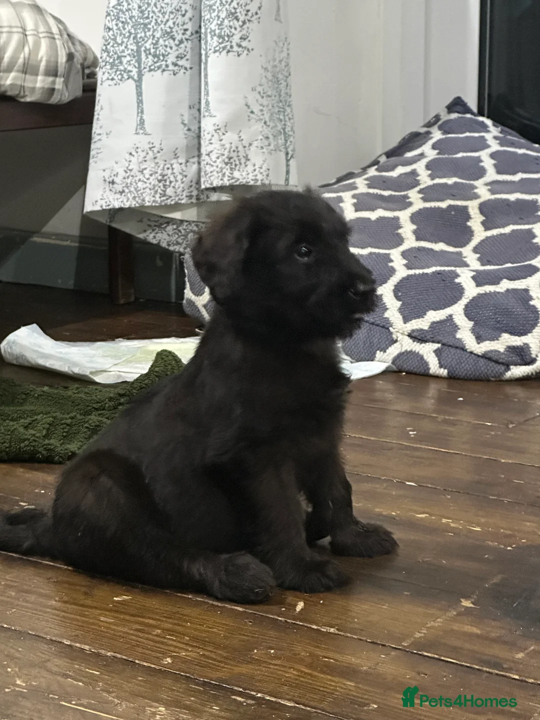 Briard dogs for sale: Beautiful pedigree Briards pups - Advert 2