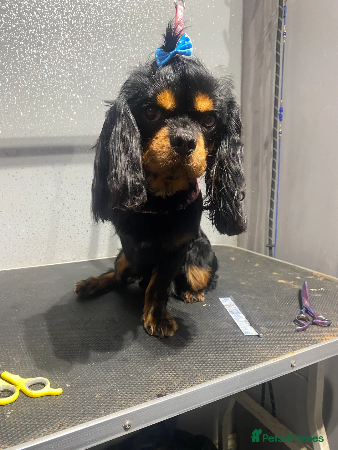 Cavalier King Charles Spaniel dogs for stud: Kc Black and Tan small proven cavalier stud  in Barnsley - Advert 7