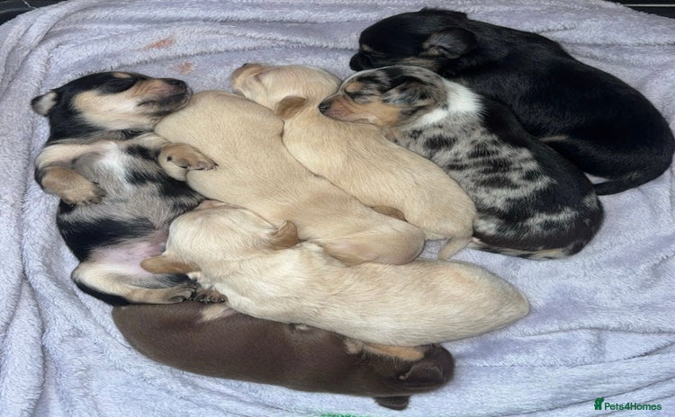 Chiweenie dogs - Advert 2