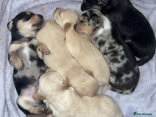 Chiweenie dogs - Advert 1