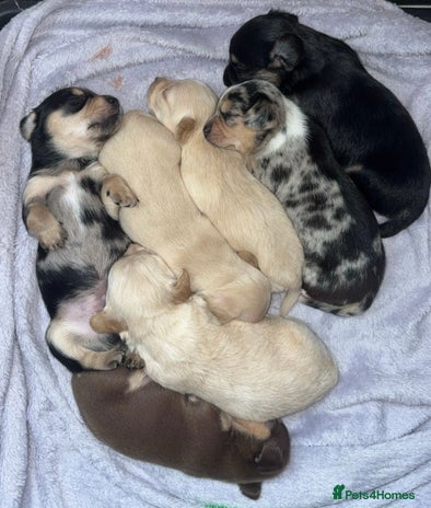 Chiweenie dogs - Advert 3