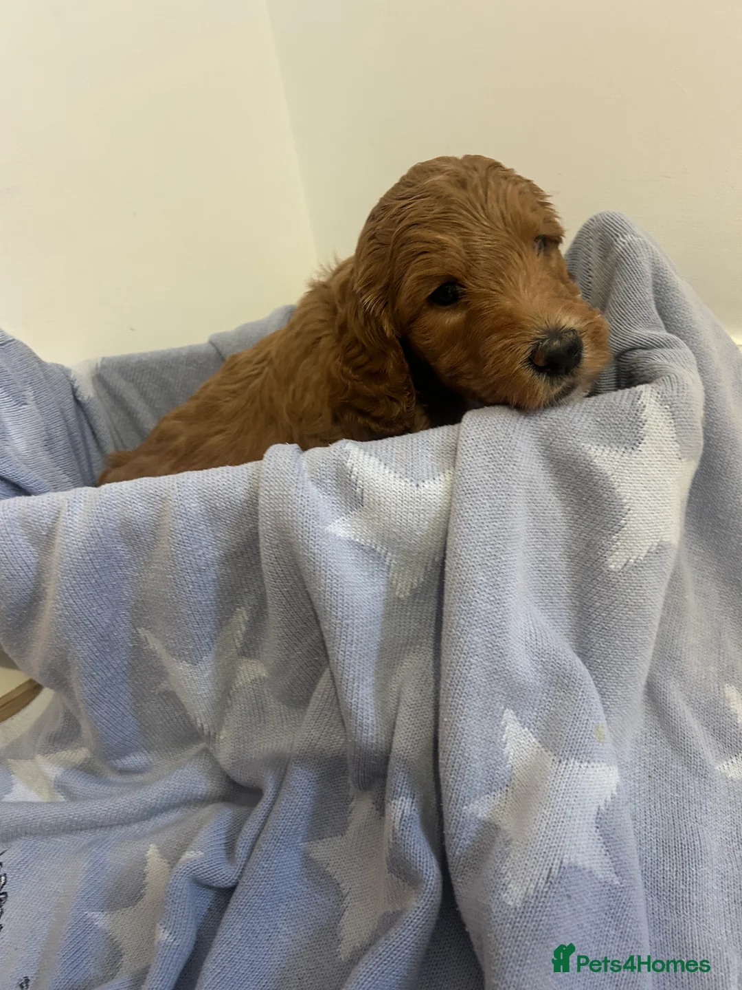 Australian Labradoodle dogs for sale: Beautiful, spoilt Austrian labradoodle puppies  - Advert 6