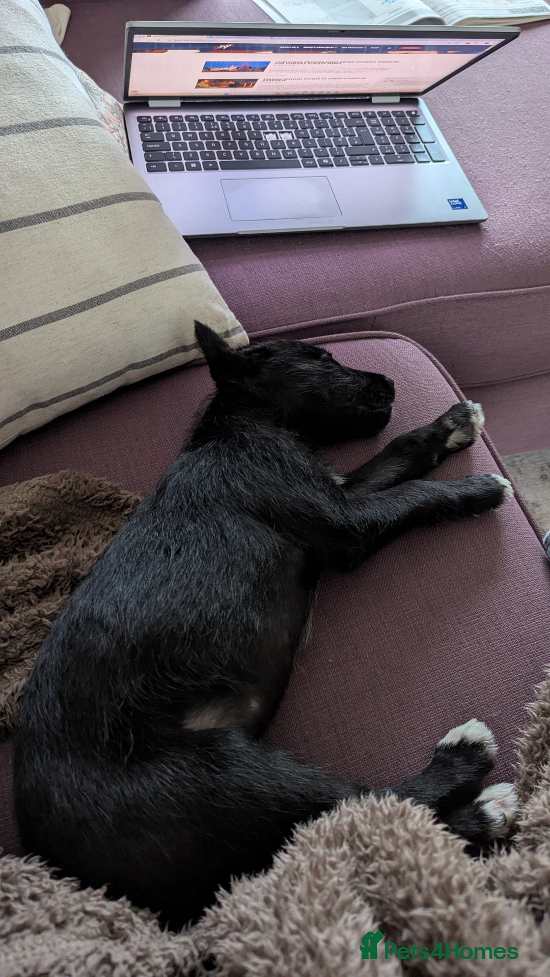 Mixed Breed dogs for sale: Lovely Lurcher puppy for rehome - Advert 4