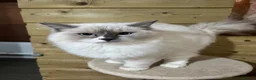 Ragdoll cats for sale: 2 young Tica male ragdoll kittens  - Advert 7