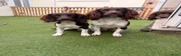 English Springer Spaniel dogs for stud: Fully health tested heavily marked stud - Advert 5