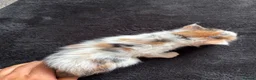 Mixed Breed cats for sale: Ready now adorable kittens - Advert 8