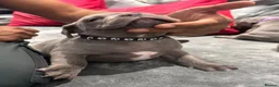 Staffordshire Bull Terrier dogs for sale: Stunning Health tested kc reg puppies  - Advert 10