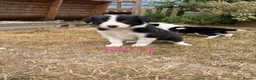 Border Collie dogs for sale: Border collie puppies for sale  in Montgomery - Advert 18