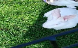 Continental Giant rabbits for sale: Beautiful Pure Giant Continental Babies  - Image 22