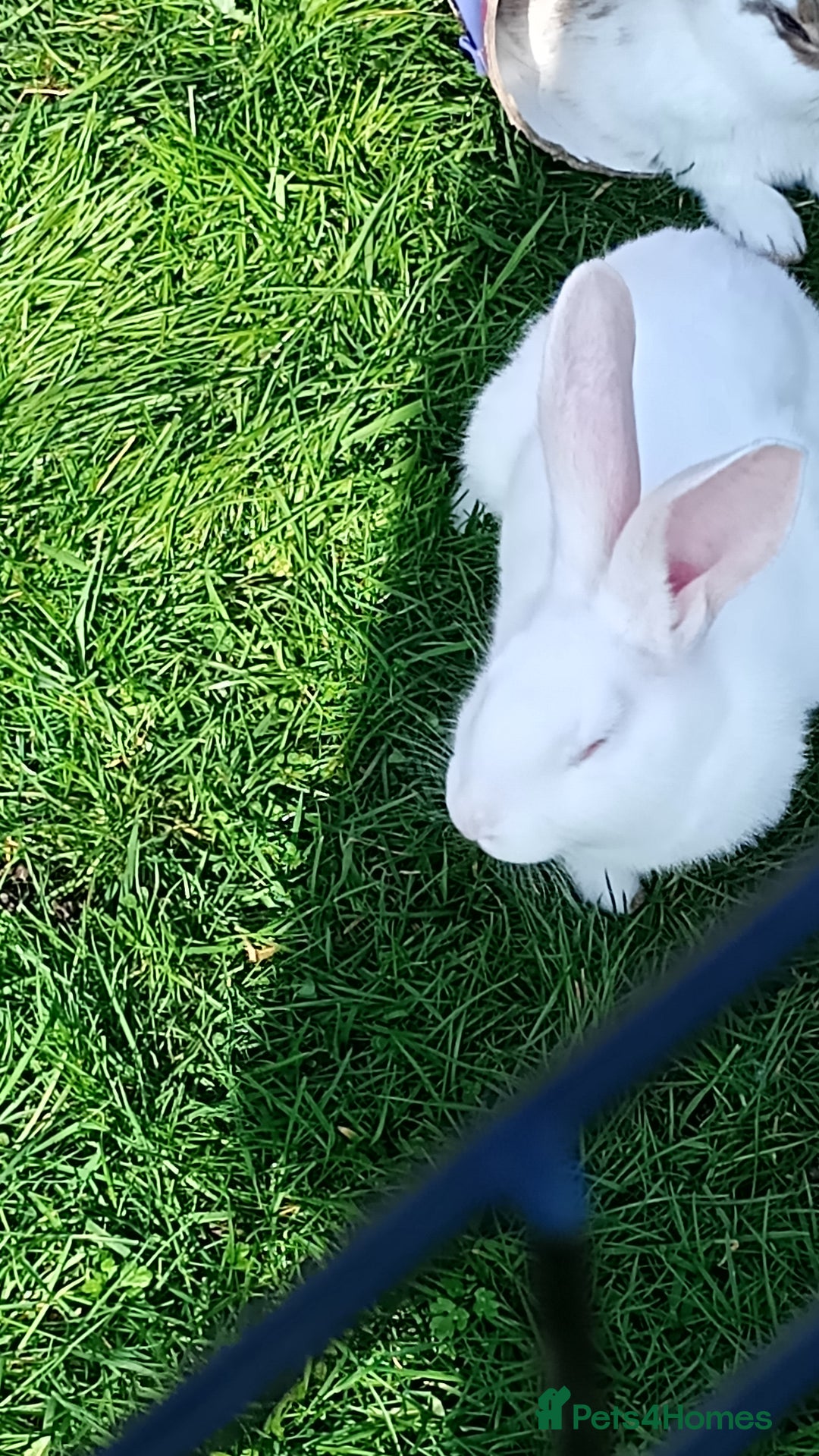 Continental Giant rabbits for sale: Beautiful Pure Giant Continental Babies  - Image 22