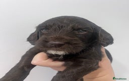 Cockapoo dogs for sale: Stunning F2 miniature cockapoo puppies - Image 8