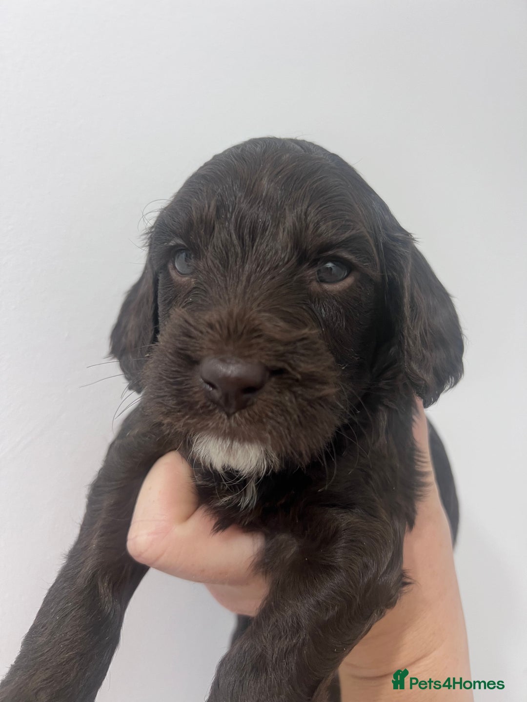 Cockapoo dogs for sale: Stunning F2 miniature cockapoo puppies - Image 8