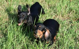 Miniature Dachshund dogs for sale: Mini smooth dachshund one boy available  in Newton Abbot - Image 14