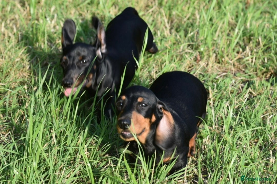 Miniature Dachshund dogs for sale: Mini smooth dachshund one boy available  in Newton Abbot - Image 14
