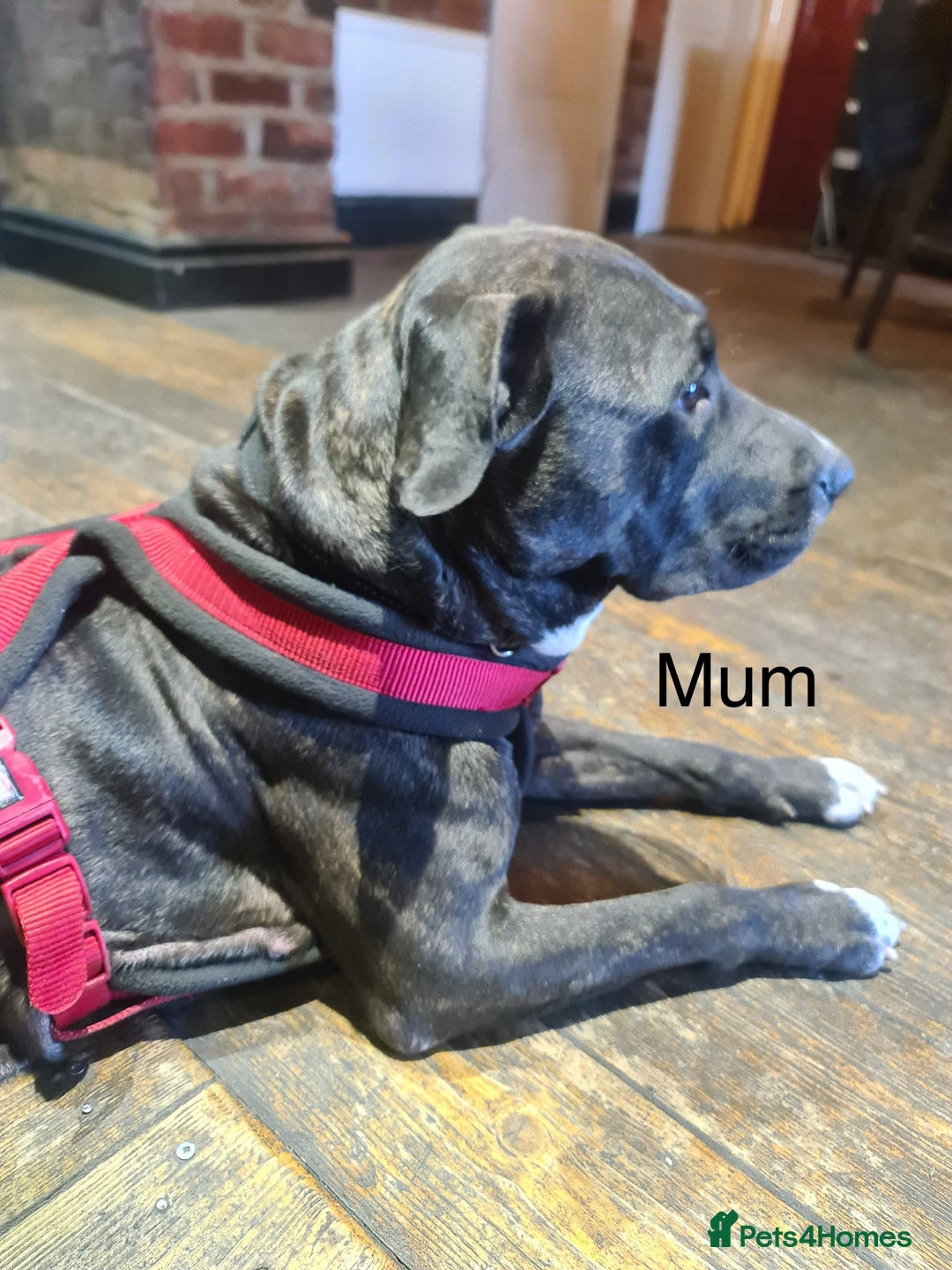Mixed Breed dogs for sale: Staff x American pocket bully pups  - Image 10