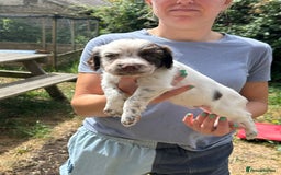 English Springer Spaniel dogs for sale: Kc Reg English Springer spaniel boys in Dorchester - Image 30