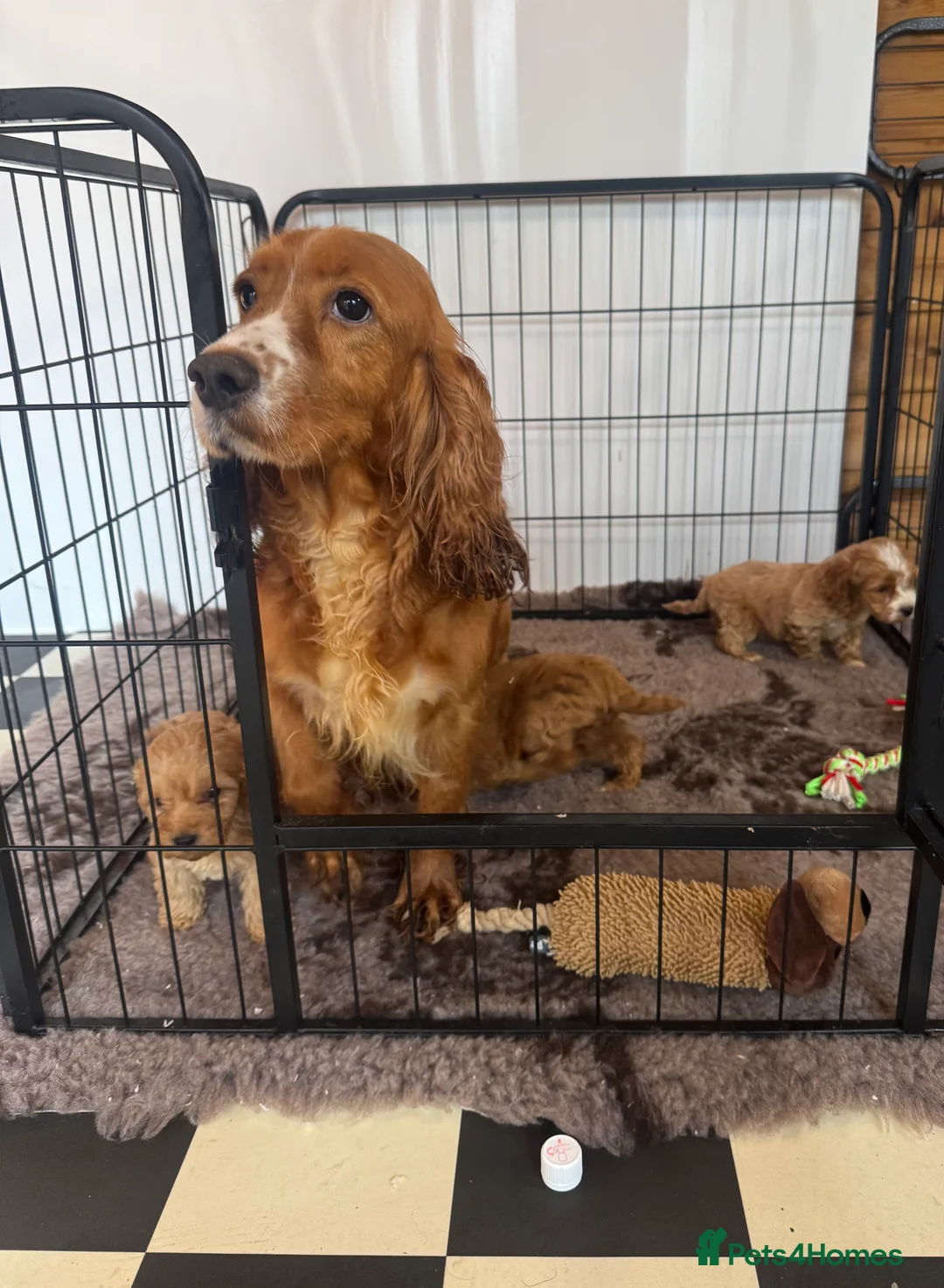 Cockapoo dogs for sale: F1 pra clear Cockapoos (council licensed breeder) - Advert 11