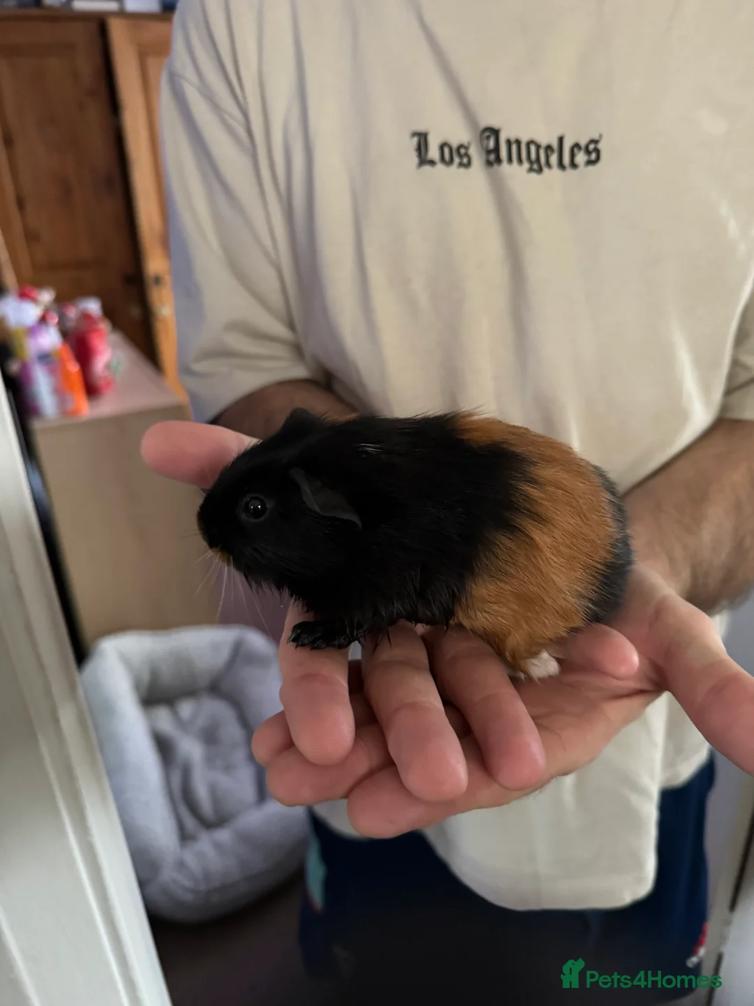 Guinea Pig rodents for sale: 5 x male Guniea pigs - Advert 4