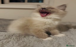 Ragdoll cats for sale: 💙🐾Tica full Pedigree🐾EU Ragdoll 🐱🐾DNA Clear - Image 26