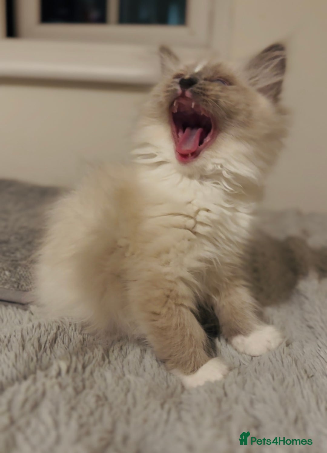 Ragdoll cats for sale: 💙🐾Tica full Pedigree🐾EU Ragdoll 🐱🐾DNA Clear - Image 26