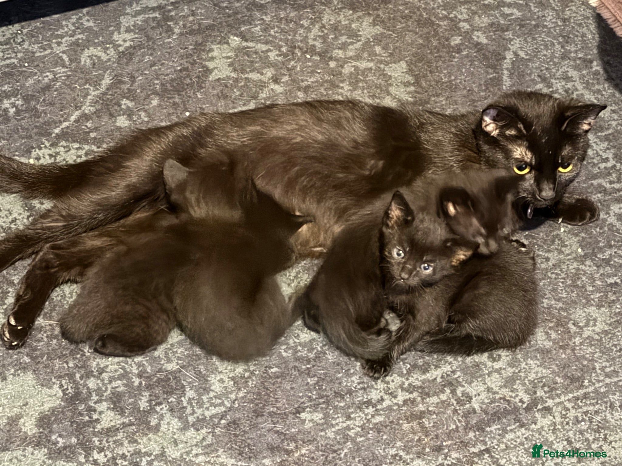 Mixed Breed cats Black kittens  - Advert 10