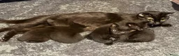 Mixed Breed cats for sale: Black kittens  - Advert 2