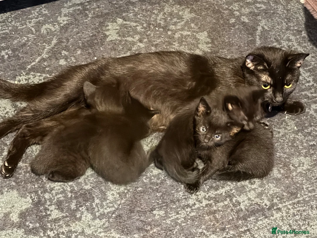 Mixed Breed cats for sale: Black kittens  - Advert 2