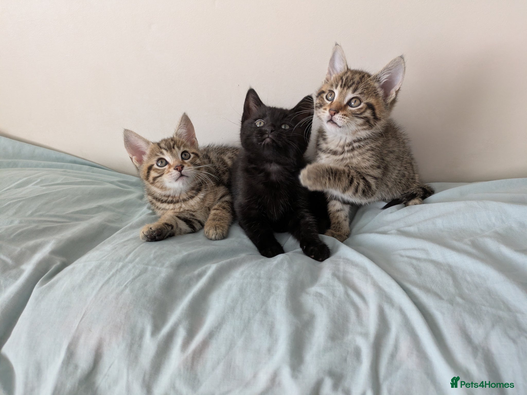 Mixed Breed cats Bengal kittens Ready to leave now  - Advert 1