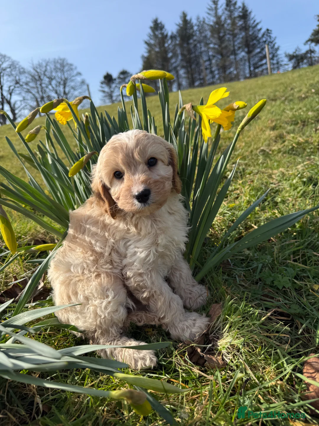 Cavapoo dogs for sale: Ready Now F1 Cavapoos - Advert 1