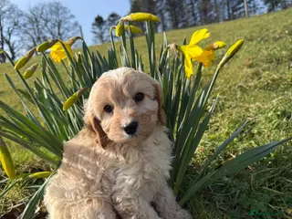 Cavapoo dogs Ready Now F1 Cavapoos - Advert 2