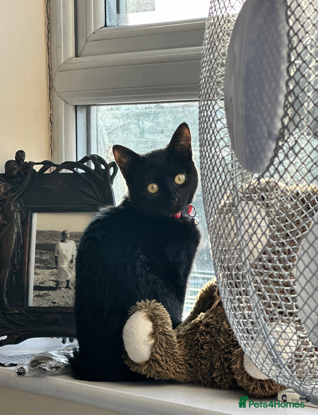 Bombay cats 🌸 Female Cat Looking for a New Home 🌸 - Advert 2