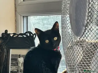 Bombay cats 🌸 Female Cat Looking for a New Home 🌸 - Advert 2