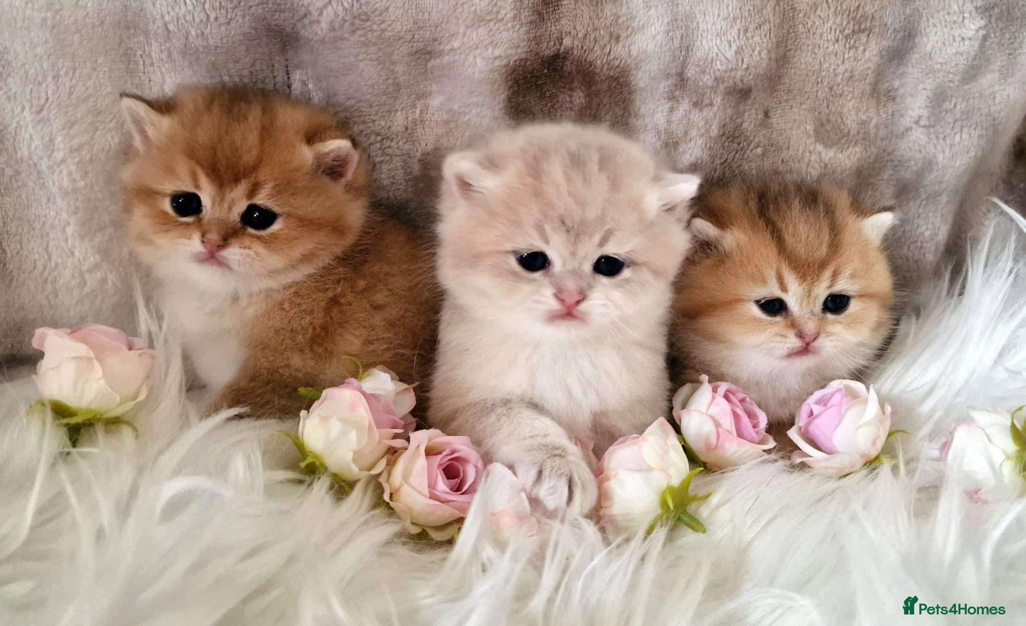 British Shorthair cats 🧡 GOLDEN & GOLDEN BLUE BSH KITTENS 🧡  - Advert 1