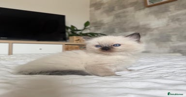 Ragdoll cats - Advert 11