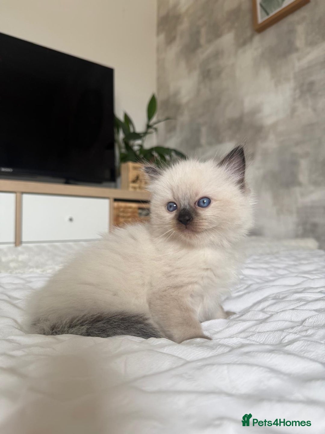Ragdoll cats for sale: 🌸 Beautiful Purebred Ragdoll Kittens 🌸 - Image 3