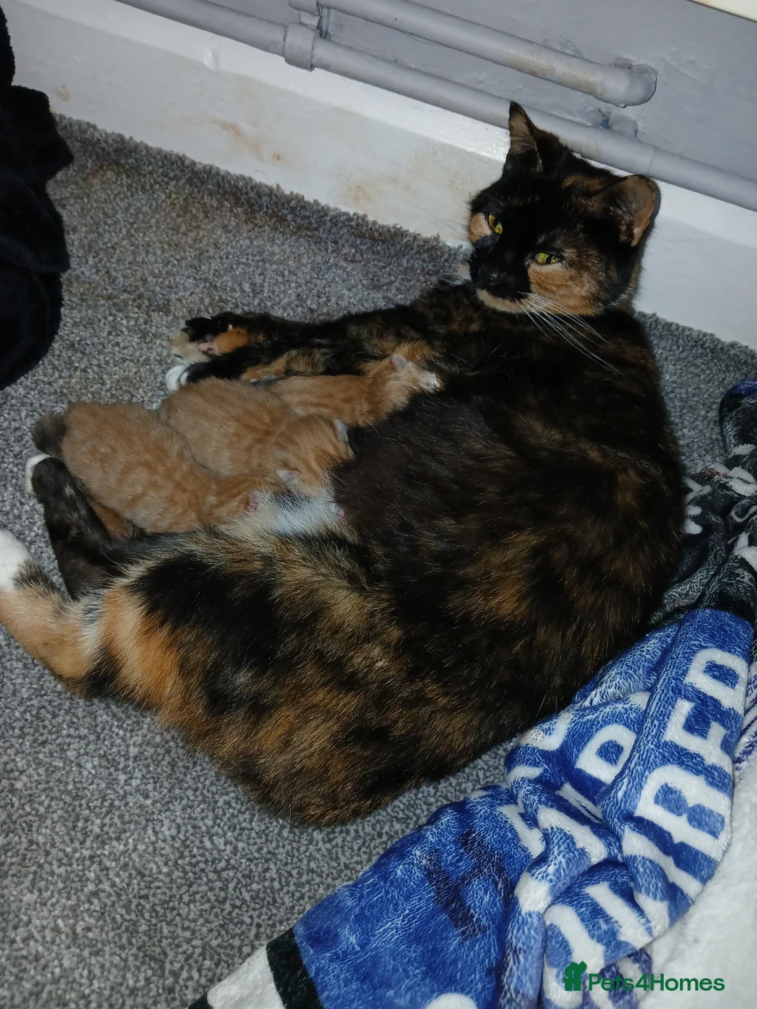 Domestic Shorthair cats for sale: For gorgeous male kittens - Advert 1