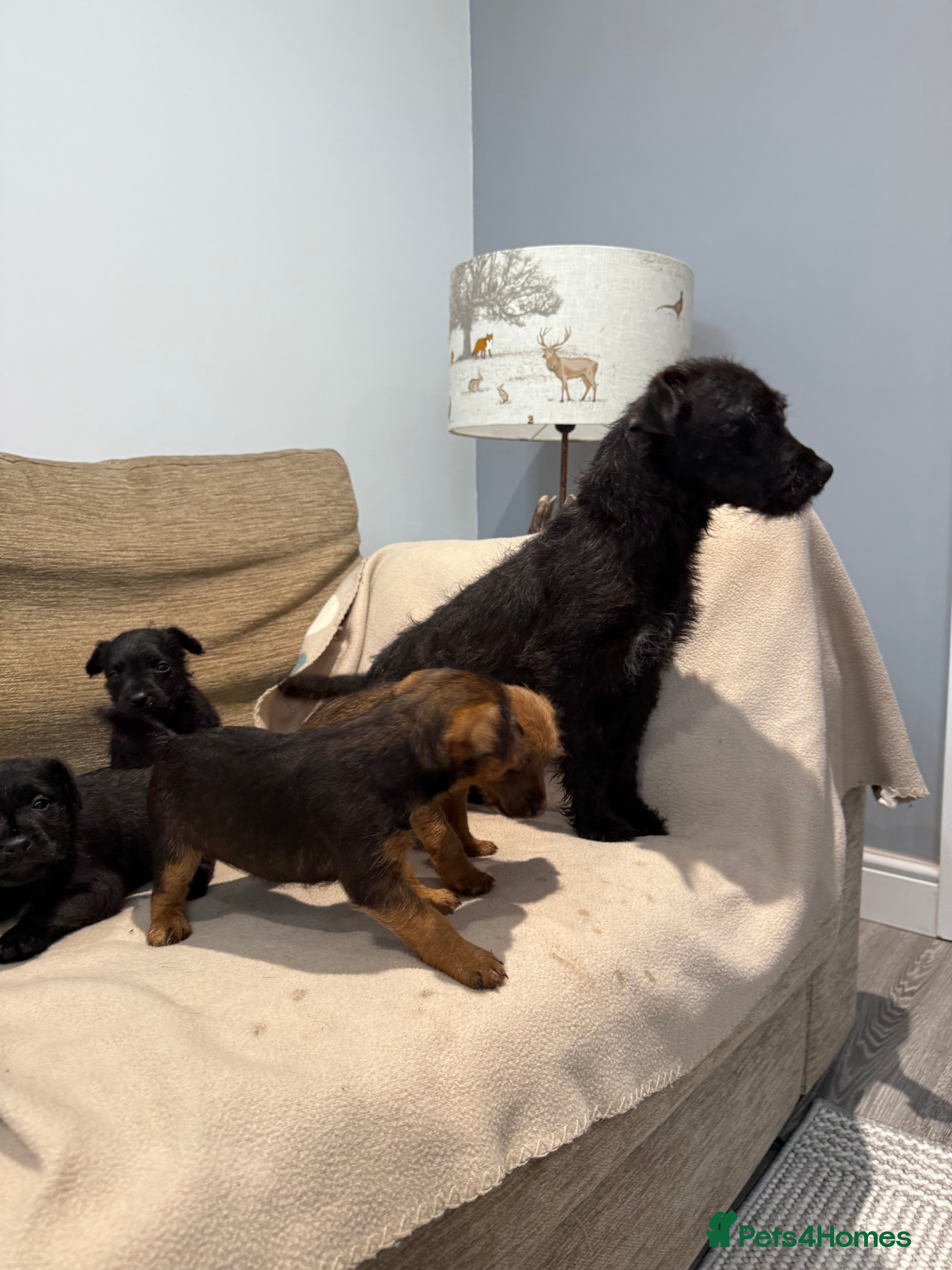 Patterdale Terrier dogs Patterdale puppies looking for forever homes  - Advert 1