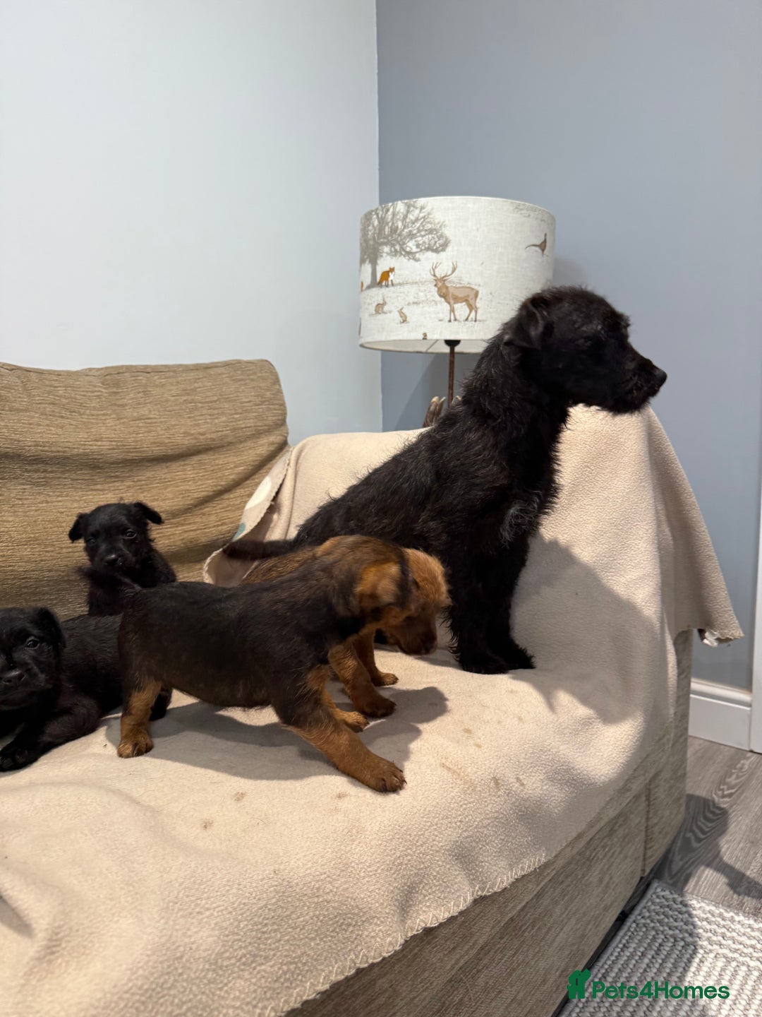 Patterdale Terrier dogs for sale: Patterdale puppies looking for forever homes  - Advert 1