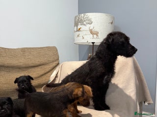 Patterdale Terrier dogs Patterdale puppies looking for forever homes - Advert 2