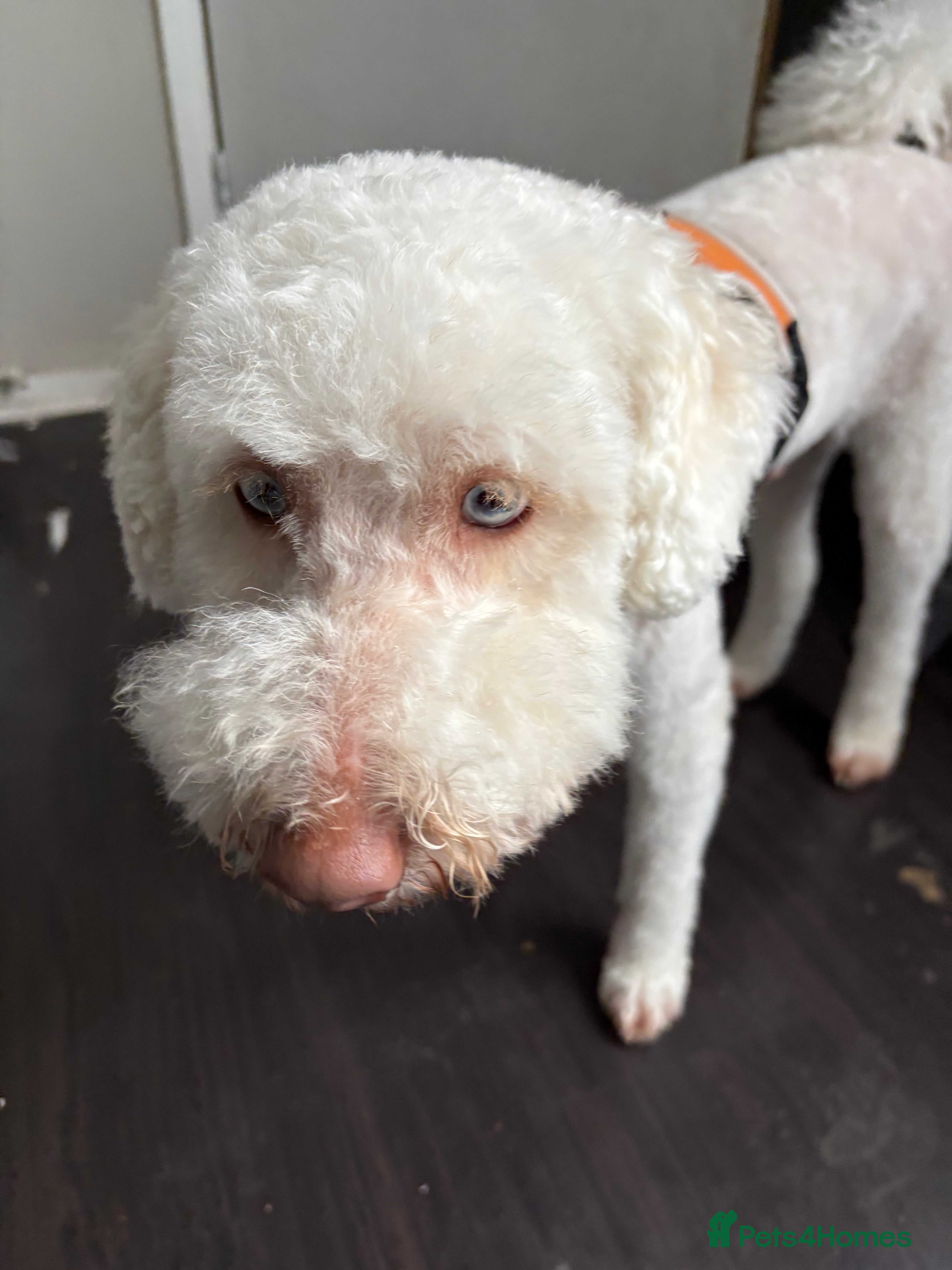 Mixed Breed dogs Poodle  - Advert 1