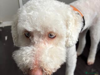 Mixed Breed dogs Poodle - Advert 1